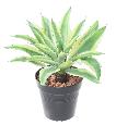 Plante artificielle Aloe en piquet - cactus artificiel intérieur - H.27cm vert jaune
