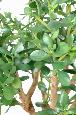 Plante artificielle Cactus Crassula large - plante synthétique - H.65 cm vert