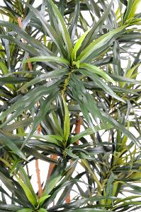 Plante artificielle Dracaena Anita - décoration d'intérieur - H.125cm vert