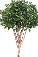 Plante artificielle Laurier Lusitanica - plante d'intérieur - H.150cm vert