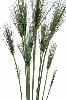 Plante artificielle Papyrus Cyperus du Nil en pot - intérieur - H. 125cm vert