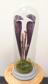 Plante artificielle carnivore sous cloche en verre - déco intérieur - H.46cm violet