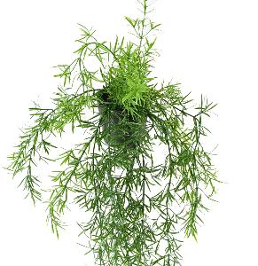 Plante retombante artificielle Asparagus en pot - intérieur extérieur - H.55cm