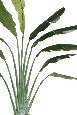 Plante tropicale artificielle Arbre du voyageur - plante intérieur - H.350cm