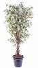 Arbre artificiel Ficus lianes petites feuilles - plante d'intérieur - H.150cm vert/crème