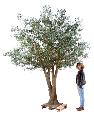 Arbre artificiel Olivier New Tree - plante pour intérieur - H.350cm