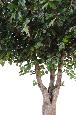 Arbre artificiel forestier Chêne - plante d'intérieur - H. 350cm feuillage vert