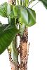 Arbre artificiel fruitier Bananier 3 troncs - intérieur - H.240cm vert