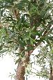 Arbre fruitier artificiel Olivier géant 2 têtes et olives - plante pour intérieur - H.350cm