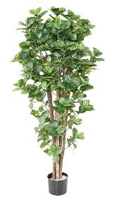 Plante artificielle Clusia Variegata - décoration d'intérieur - H.150cm panaché