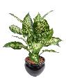 Plante artificielle Dieffenbachia en pot - plante d'intérieur - H.51cm panaché