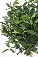 Plante artificielle Laurier Lusitanica tige - plante d'intérieur - H.140cm vert