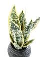 Plante artificielle Sansevieria pot décoratif - succulente pour intérieur - H.49cm panaché