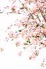 Plante artificielle fleurie Cerisier new large - intérieur - H.280cm rose