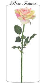 Rose Isabelle rose 70-15cm