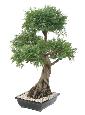 Bonsaï Juniperus artificiel en coupe - plante synthétique intérieur - H.100cm