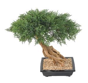 Bonsaï Juniperus artificiel en coupe - plante synthétique intérieur - H.60cm