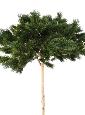 Arbre artificiel forestier Pin Umbrella - arbre méditerranéen intérieur - H.210cm