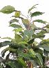 Arbuste artificiel Ficus Natasja - plante synthétique intérieur - H.60cm