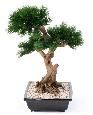 Bonsaï artificiel arbre miniature Pin en coupe - plante d'intérieur - H.70cm