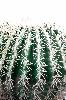 Cactus artificiel coussin de belle-mère - plante d'intérieur - H. 54cm vert blanc