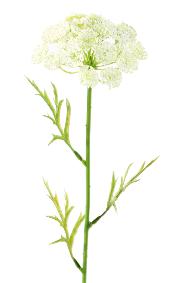 Fleur artificielle Daucus - création bouquet pour intérieur - H. 55cm blanc