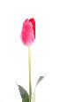 Fleur artificielle coupée Tulipe - décoration d'intérieur - H.79cm rose