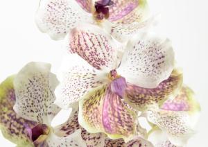 Orchidée Vanda artificielle ROTHSCHIL Diana - Real touch gamme luxe - H.58cm blanc violet