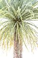 Plante artificielle Agave géante en pot - plante pour intérieur - H.240cm vert