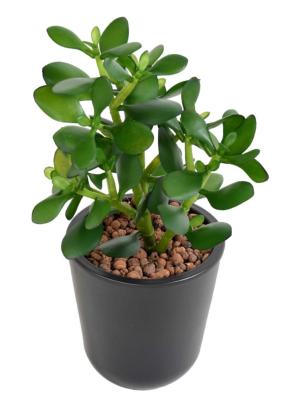 Plante artificielle Cactus Crassula Jade en piquet - plante synthétique - H.38 cm
