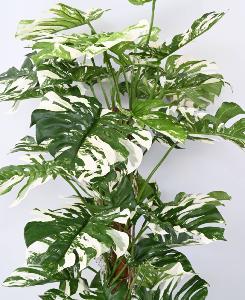 Plante artificielle Philodendron tuteur coco - plante d'intérieur - H.160cm panaché