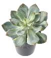Mini plante artificielle Succulente - cactus artificiel intérieur - H.12cm