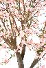 Plante artificielle fleurie Cerisier new large - intérieur - H.280cm rose