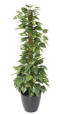 Plante verte artificielle Pothos tuteur - plante d'intérieur - H.130cm