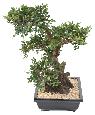 Bonsaï Orme artificiel coupe avec gravier - plante synthétique intérieur - H.70cm