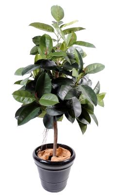 Arbre artificiel Ficus elastica - plante synthétique - H.150cm