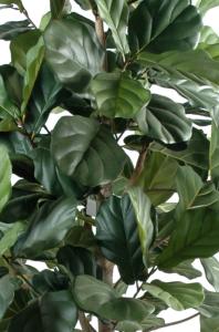 Arbre artificiel Lyrata Figuier - plante semi-naturelle d'intérieur - H.210cm