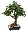 Bonsaï artificiel arbre miniature Ficus en coupe - plante d'intérieur - H.58cm