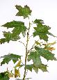 Feuillage artificiel Erable branche - composition florale intérieure - H.100 cm vert