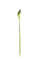 Fleur artificielle Arome XL haute qualité - composition bouquet - H.90 cm vert
