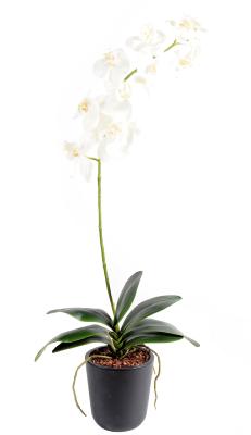 Fleur artificielle Orchidée Phalaenopsis en piquet - 11 fleurs et 7 feuilles - H.100cm blanc