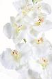 Orchidée artificielle Phalaenopsis tige large - création bouquet - H.110cm blanc