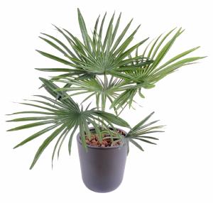 Palmier artificiel baby en piquet - fausse plante d'intérieur - H.53cm