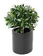 Plante artificielle Laurier boule Nobilis - feuillage UV résistant - H.50cm