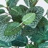 Feuillage artificiel piquet Fittonia mini intérieur 29cm vert