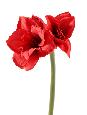 Amaryllis artificielle à la tige 2 fleurs - composition florale - H.75cm rouge