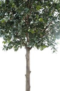 Arbre artificiel Fruitier sur platine - Camélia Japonica Tree - H.300cm vert