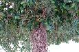 Arbre artificiel Ficus lianes Umbrella - plante synthétique intérieur - H.320cm