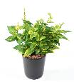Feuillage artificiel Coleus en piquet - plante verte intérieur - H.40cm vert jaune