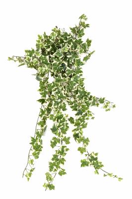 Feuillage artificiel chute de Lierre en piquet - 504 feuilles artificielles - H. 60cm vert blanc